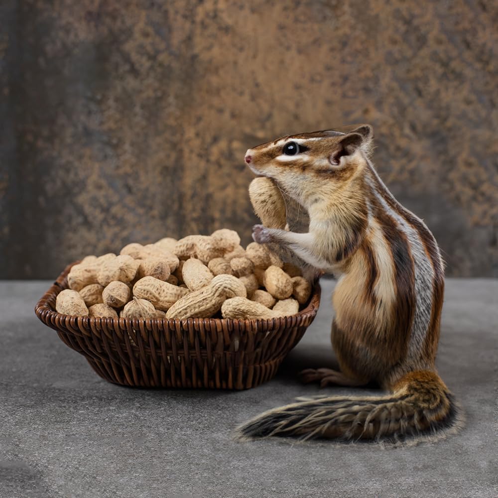 Peanuts In Shell 2 lbs L257966