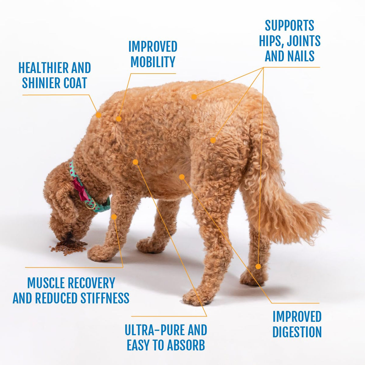 Eggshell Membrane Collagen Powder for Dogs P65964
